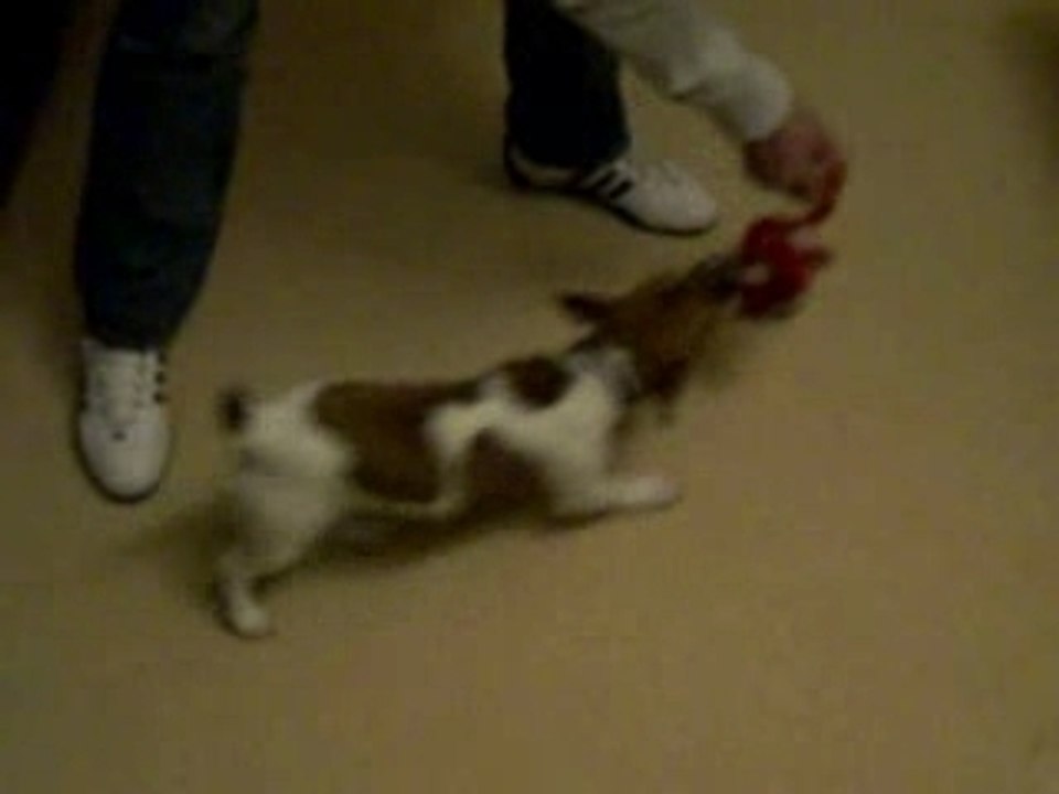 Le Chien-Torpillard