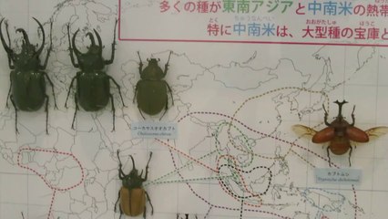 世界のカブトムシとその分布