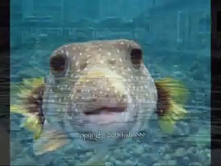 REPTILE LOVE WTF! SEVERUS VS GIANNA - سلحفاة يحب تمساح (My Movie Clip 3)