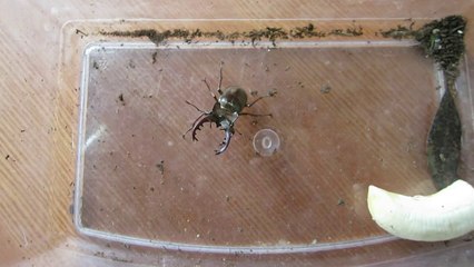 ミヤマクワガタ採集ガイド：美しい山のクワガタを見つけよう 🪲