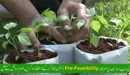 Establishment of Vegetable Nurseries