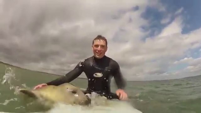 Un phoque s'invite pendant leur séance de surf
