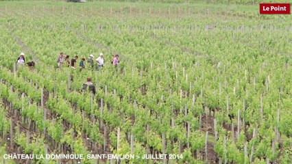 La Dominique :  la restructuration des vignes