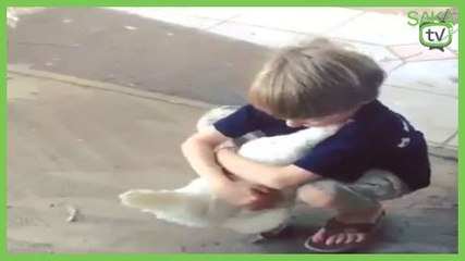 Tavuğun Sahibine Olan Sevgisi