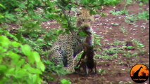 İmpala doğar doğmaz leoparın saldırısına uğruyor