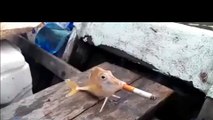 Un poisson fume une cigarette