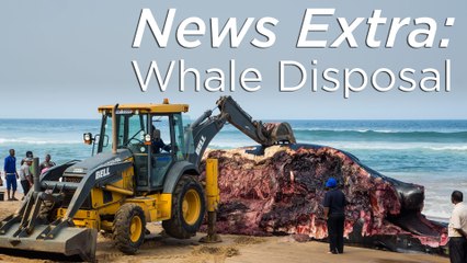 Beyond beaching: How to dispose of a dead whale