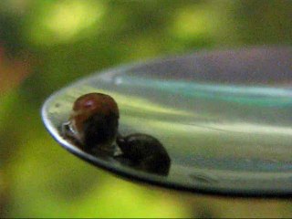 Tetradon nigroviridis - i miei pesci palla