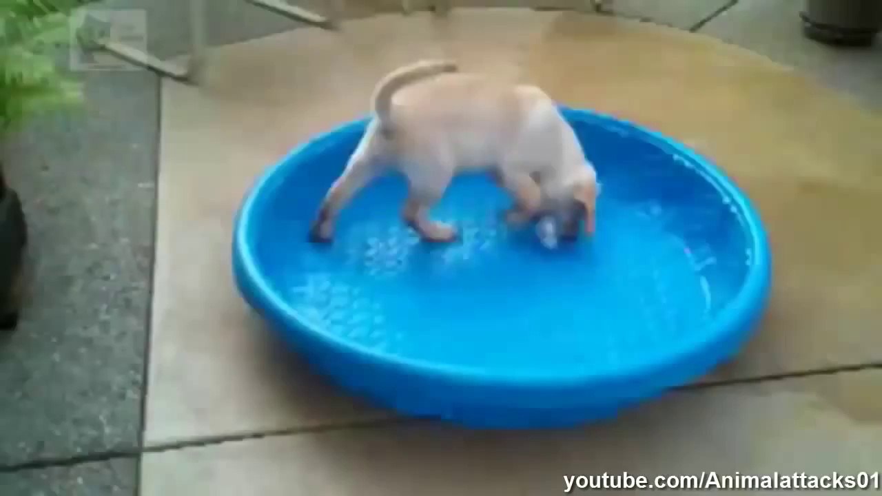 Best Funny Dogs  2014 Hd