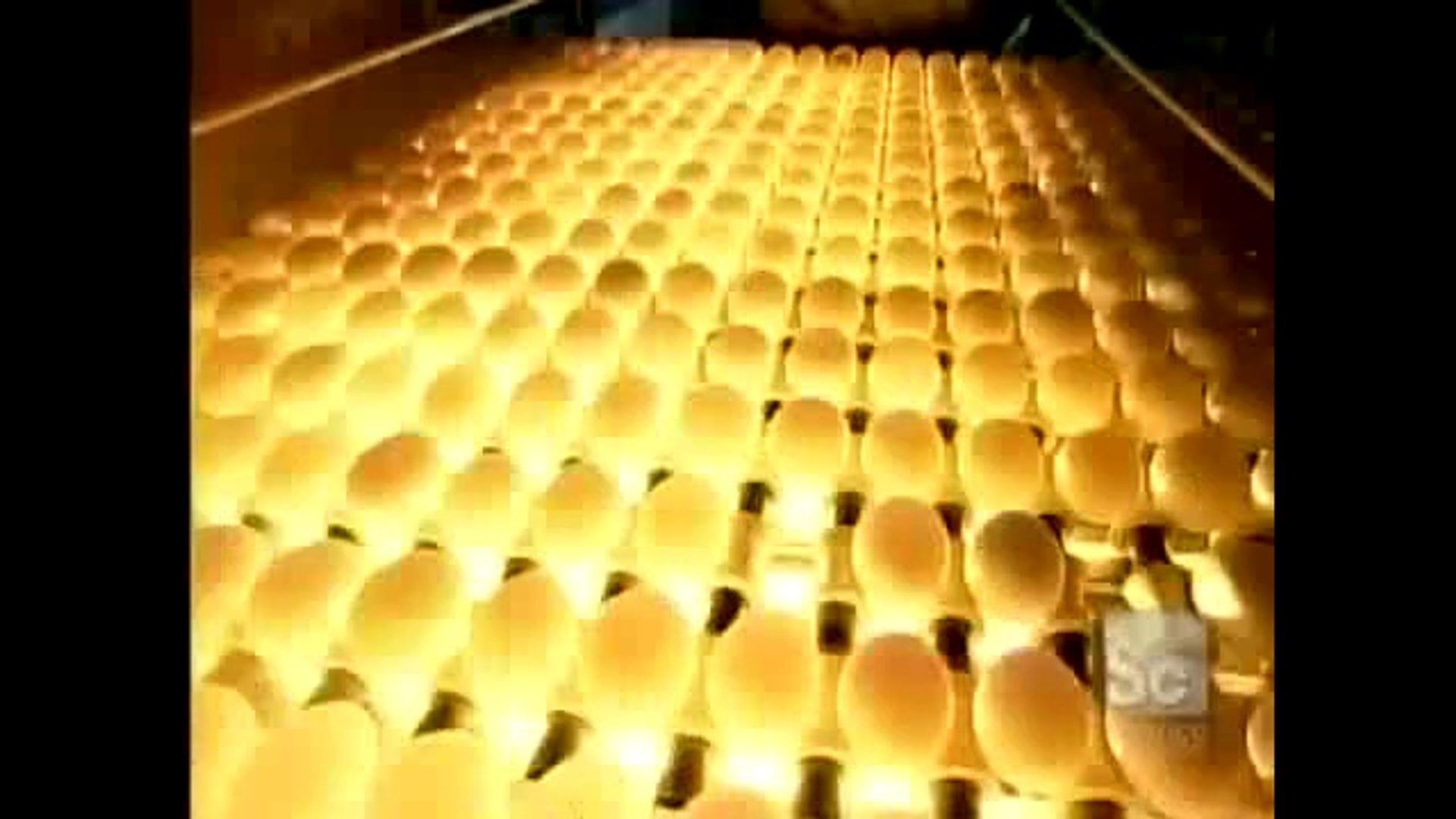How It's Made Eggs!!