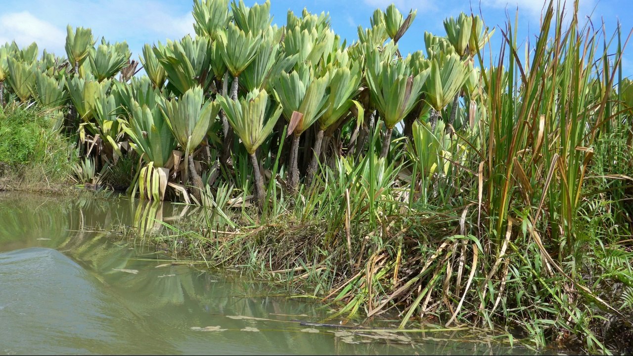 madagascar pangalanes