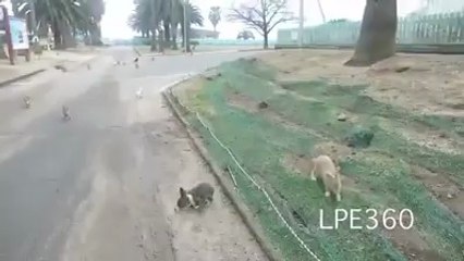 Lots of rabbits around a Girl