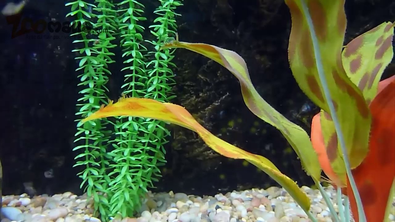 Installer un aquarium pour poissons rouges