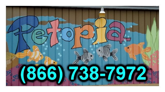 Puppies For Sale Fairfax VA | Petopia | 866.738.7972