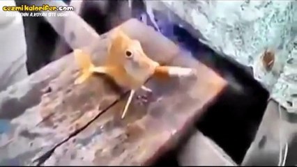 Yakaladıkları Balığa Sigara İçiren Dingil Balıkçılar