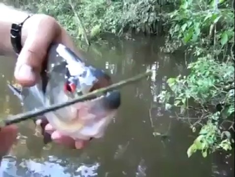 Pirananın diş keskinliği sizi çok şaşırtacak