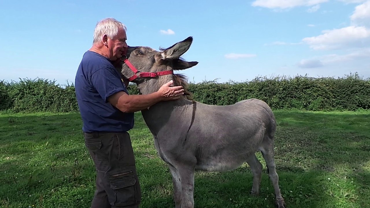 Comment se comporter avec un âne?