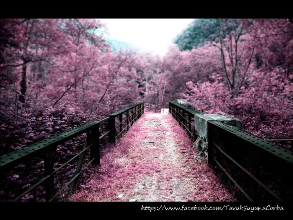 Bahar ve Kelebekler - Can Dündar