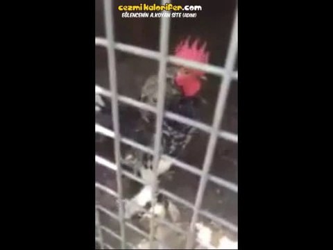 Ekmeleddin Diyen Horoz