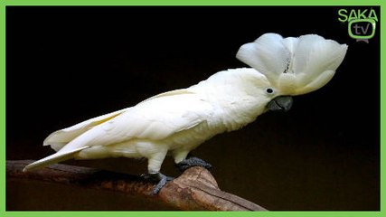 Hunharca Dans Eden Papağan