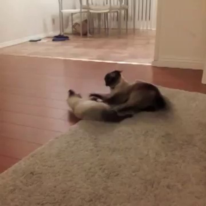 der kampf der jahrhunderts