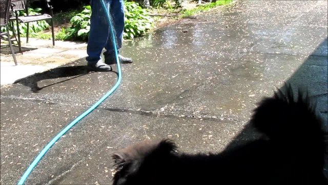 Chow Chow dog who loves to play with water