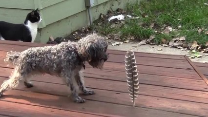 Little dog afraid of a big feather