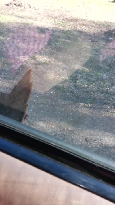 Wild turkey attacks and chases speeding car