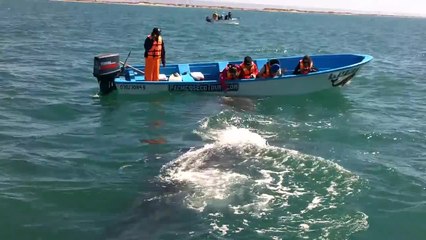 Gray whale swims up to motorboat in Mexico