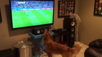 Sports loving dog watching the World Cup
