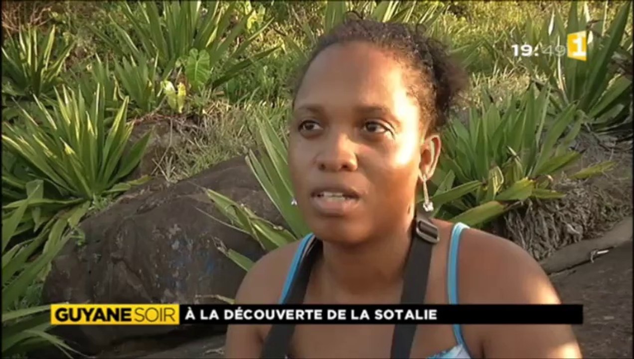 Dauphins de Guyane