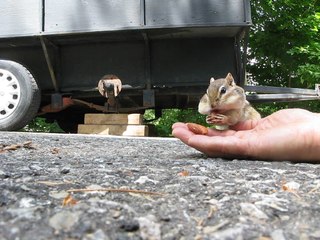 Adorable chipmunk stuffs cheeks with almonds
