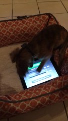 Adorable puppy shows off impressive DJ skills