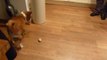 Confused dog tries to figure out egg