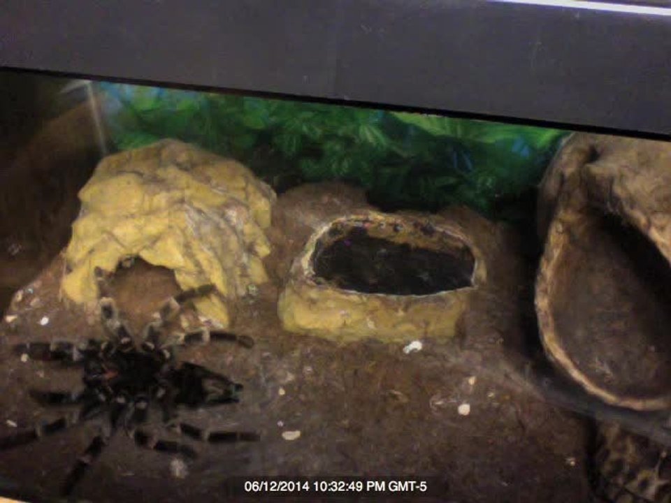 Molting Tarantula leaves behind her shell