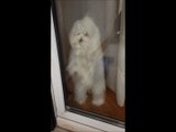 Maltese puppy doesn't want owners to leave