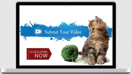 Cat Playing With Squirrel.