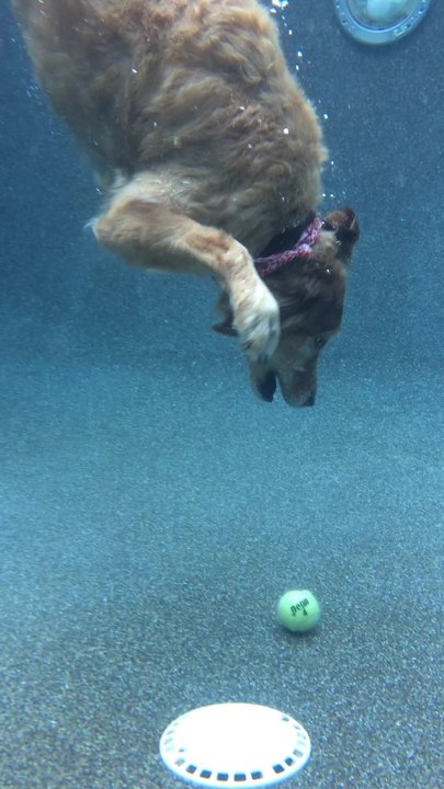 Determined dog dives to bottom of pool to retrieve ball