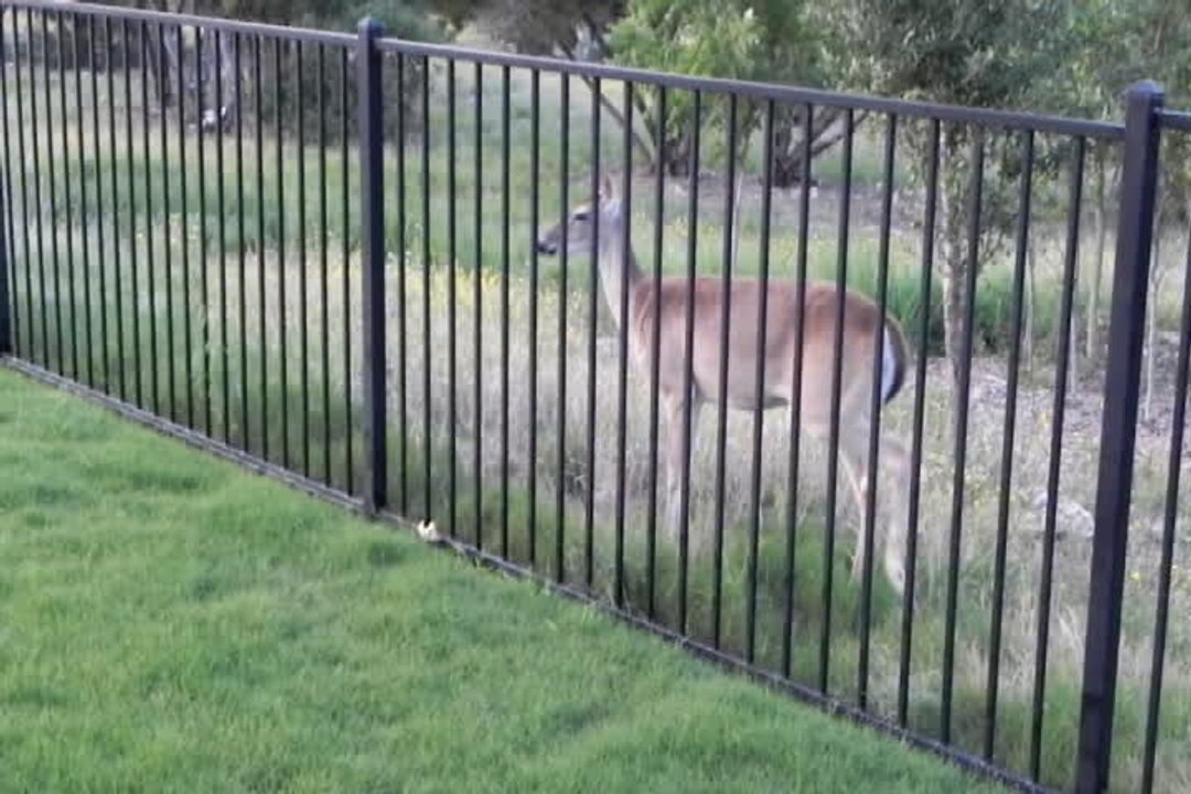 Sasha the dog running with a deer