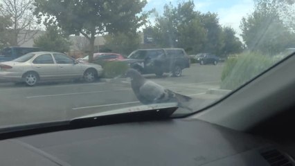 Lazy pigeon gets a free car ride