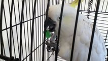 Cockatoo licks a lollipop