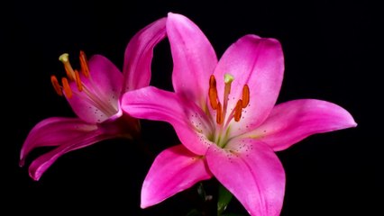 Stunning timelapse featuring blooming flowers