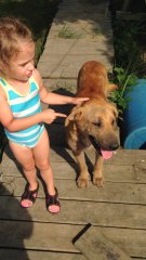 Kid's hilarious explanation of why dog is a girl and not a boy