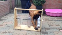 Clever dog figures out bottle game for treats