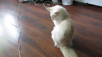 Ever see a cat get scared off this easily?