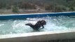 Overenthusiastic dog cools off in backyard pool