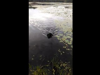 Hero dog saves baby bird in lake