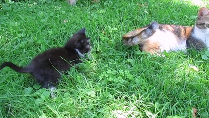 Curious kitten plays with mom's wagging tail