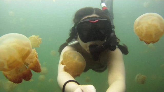 Snorkeling with hundreds of jellyfish!