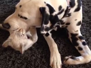 Dalmatian fends off bully kitten with clever tactic